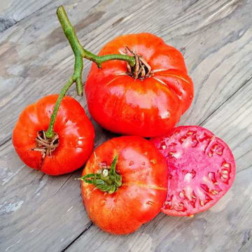 Cuostralee Beefsteak Tomato Cuostralee Beefsteak Tomato