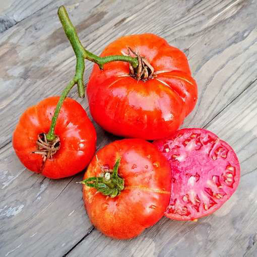 Cuostralee Beefsteak Tomato