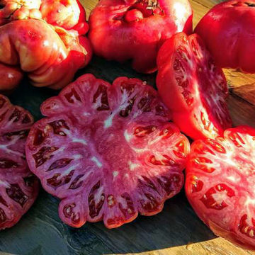 Domingo Beefsteak Tomato Domingo Beefsteak Tomato