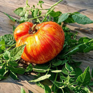 Don's Double Delight Beefsteak Tomato Don's Double Delight Beefsteak Tomato