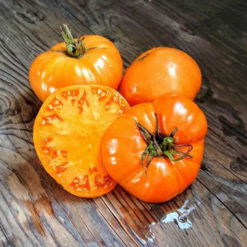 Flathead Monster Beefsteak Tomato Flathead Monster Beefsteak Tomato