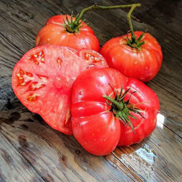 Granny Cantarell German Beefsteak Tomato Granny Cantarell German Beefsteak Tomato