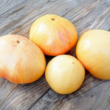Great White Beefsteak Tomato Great White Beefsteak Tomato