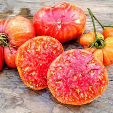 Hillbilly Beefsteak Tomato Hillbilly Beefsteak Tomato