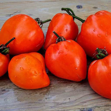 Liskin Nos Beefssteak Tomato Liskin Nos Beefssteak Tomato