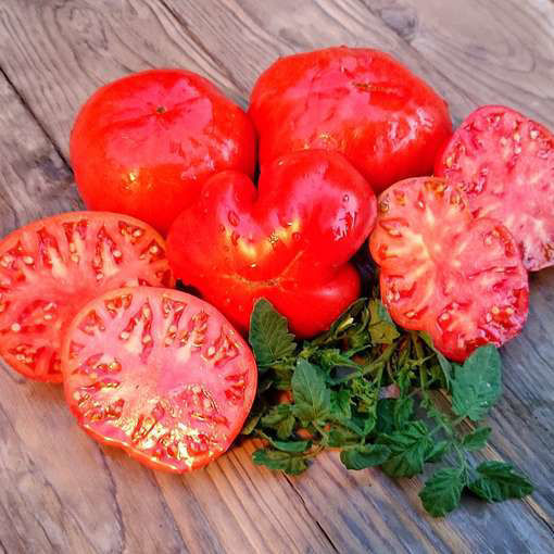 Nacionalnaya Gordost Beefsteak Tomato