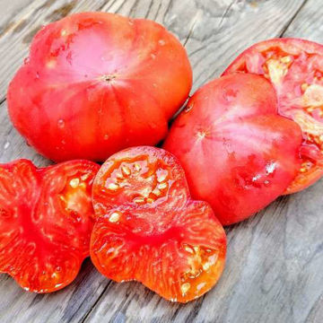 Old Flame Beefsteak Tomato Old Flame Beefsteak Tomato