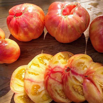 Orange Orangutang Beefsteak Tomato Orange Orangutang Beefsteak Tomato