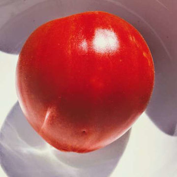 Oxheart ’Cour du Bue’ Beefsteak Tomato  Oxheart ’Cour du Bue’ Beefsteak Tomato