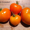 Oxheart Orange Beefsteak Tomato