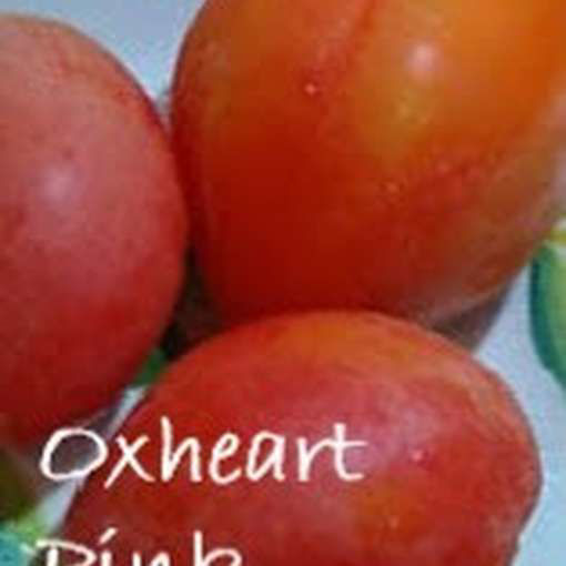 Oxheart Pink Beefsteak Tomato