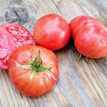 Pinky Tuscadero Beefsteak Tomato Pinky Tuscadero Beefsteak Tomato