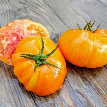 Plan 9 From Outer Space Beefsteak Tomato Plan 9 From Outer Space Beefsteak Tomato