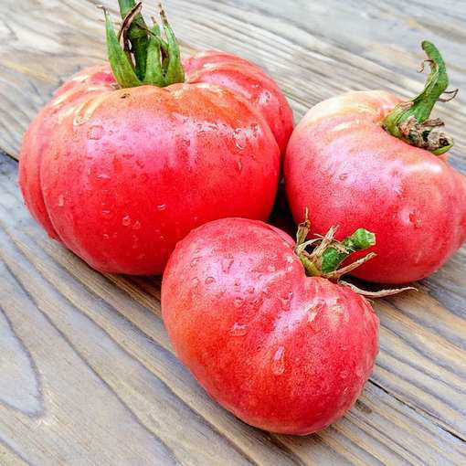 Russian Rose Beefsteak Tomato