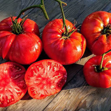 Sakharnyi Pudovichok Beefsteak Tomato Sakharnyi Pudovichok Beefsteak Tomato