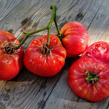 Sorrento Beefsteak Tomato Sorrento Beefsteak Tomato