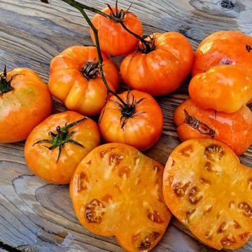 Super Nova Beefsteak Tomato Super Nova Beefsteak Tomato