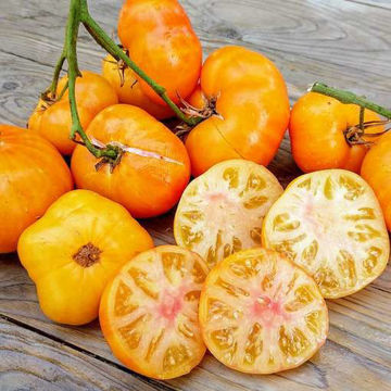 Tennessee Surprise Beefsteak Tomato Tennessee Surprise Beefsteak Tomato