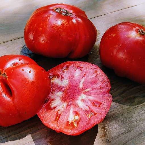 Wozd Krasnokozhik Beefsteak Tomato