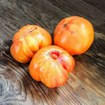 Zagadka Prirody Beefsteak Tomato Zagadka Prirody Beefsteak Tomato