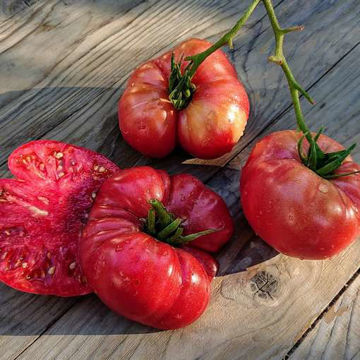 Zdorovjak Beefsteak Tomato Zdorovjak Beefsteak Tomato