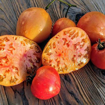 Zebra Apricot Heart Beefsteak Tomato Zebra Apricot Heart Beefsteak Tomato