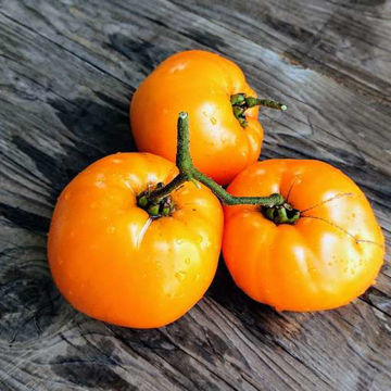 Zolotye Kupola Beefsteak Tomato Zolotye Kupola Beefsteak Tomato