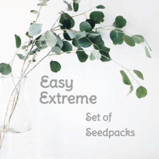 Picture of Easy Extreme