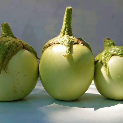 Applegreen Eggplant