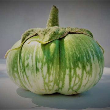 Cambodian Green Giant Aubergine Cambodian Green Giant Aubergine