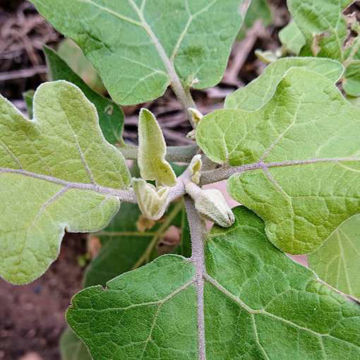 Diamond Aubergine Diamond Aubergine