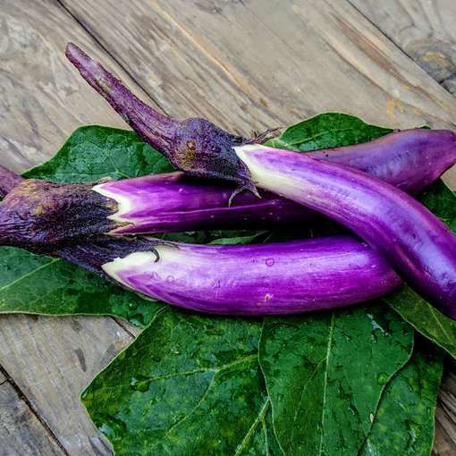 Fengyuan Purple Aubergine