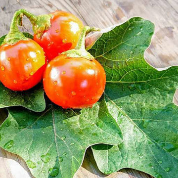 Melanzane Rosso di Rotonda Aubergine Melanzane Rosso di Rotonda Aubergine