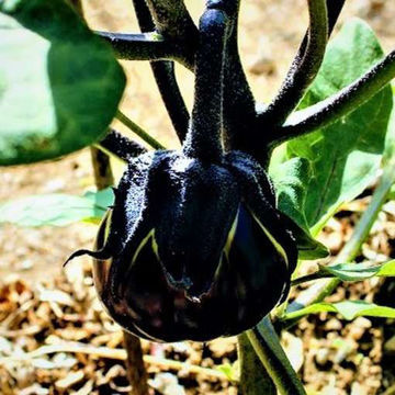 Mitoyo Aubergine Mitoyo Aubergine