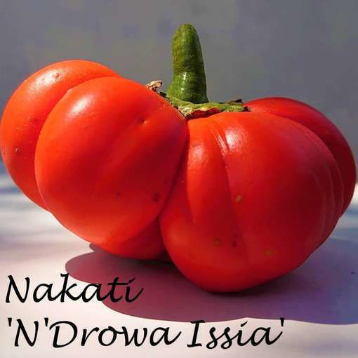 Nakati Aubergine