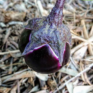 Pyatachok Aubergine Pyatachok Aubergine