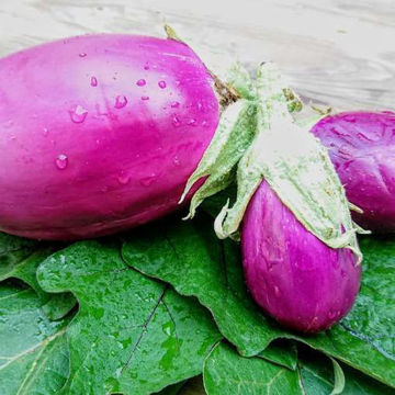 Rosita Aubergine Rosita Aubergine