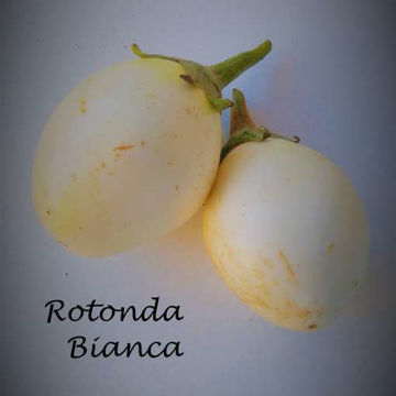 Rotonda Bianca Aubergine Rotonda Bianca Aubergine
