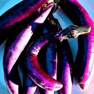Snake of Mugla Aubergine Snake of Mugla Aubergine