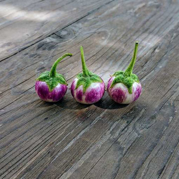 Thai Lavender Frog Egg Aubergine Thai Lavender Frog Egg Aubergine