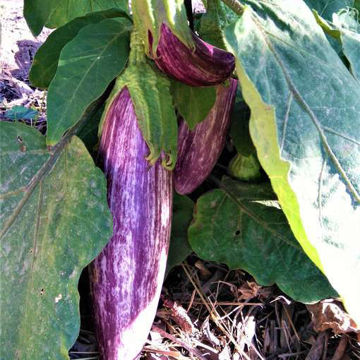 Tsakoniki Aubergine Tsakoniki Aubergine