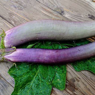Wenta Aubergine Wenta Aubergine
