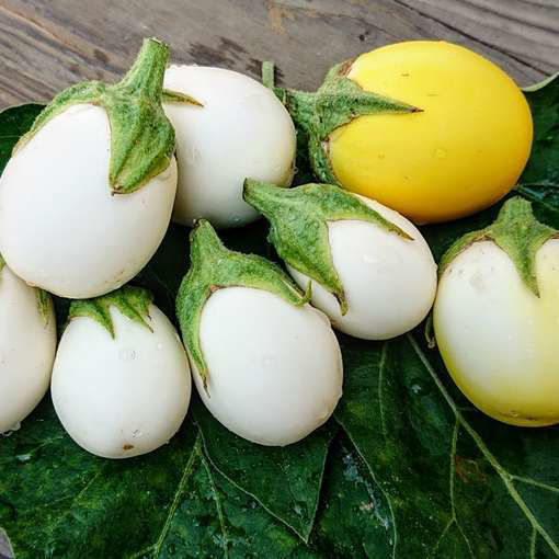 White Egg Aubergine