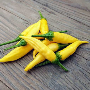 Aji Pineapple Chili Pepper Aji Pineapple Chili Pepper