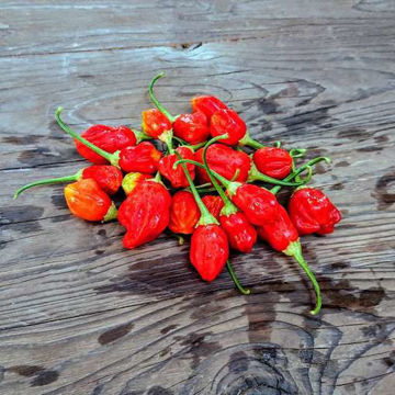 Aji Rainforest Chili Pepper Aji Rainforest Chili Pepper