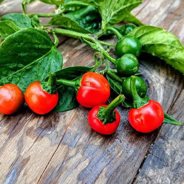 Akabare Khursani Chili Pepper Akabare Khursani Chili Pepper
