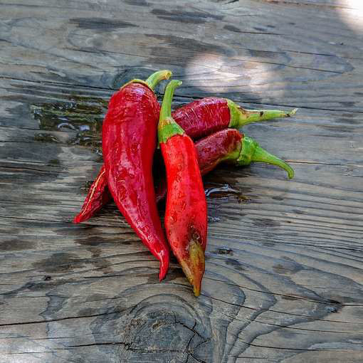 Albanian Red Hot Chili Pepper