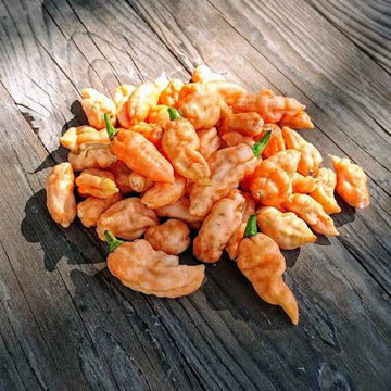 Bleeding Jigsaw NOT Chili Pepper Bleeding Jigsaw NOT Chili Pepper