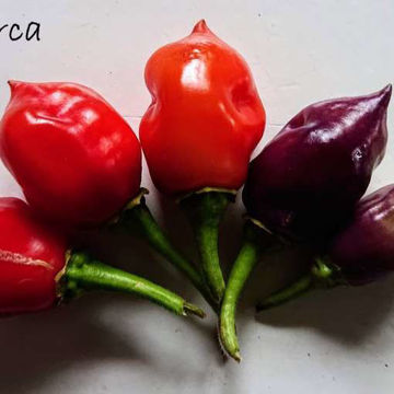 Cajamarca Chili Pepper Cajamarca Chili Pepper
