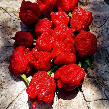Carolina Reaper Red Chili Pepper Carolina Reaper Red Chili Pepper